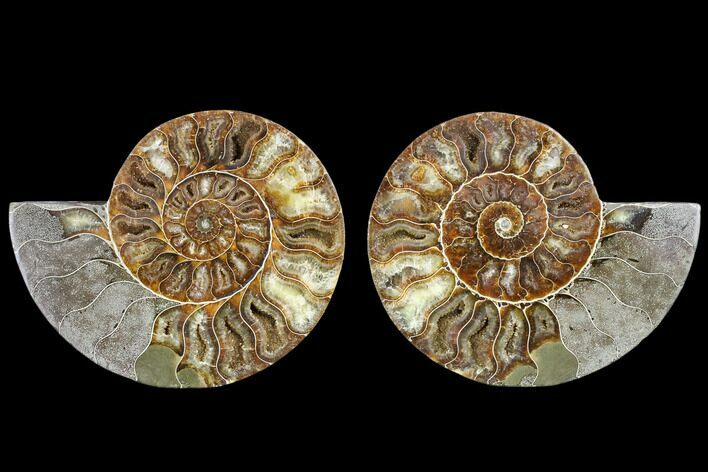 Agatized Ammonite Fossil - Madagascar #113014